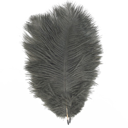FFGene Struisvogelhackle-veren