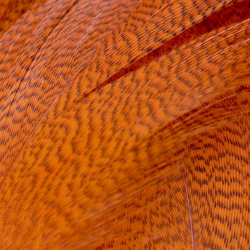 FFGene Mallard Flank