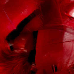 FFGene French Partridge