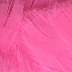 Hareline Intruder Feather Prop Hackle