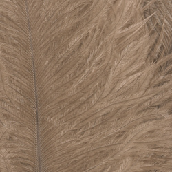 Wapsi 타조 마라부 깃털