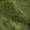light olive green