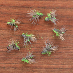 Green Tag Deer Wing Beetle