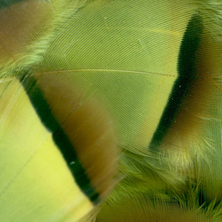 FFGene French Partridge