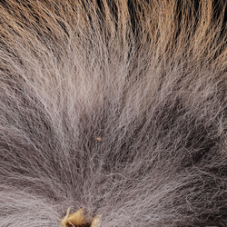 Sybai Finn Raccoon Tail