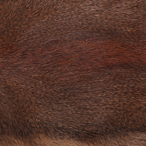 Wapsi Whole Pine Squirrel Skin