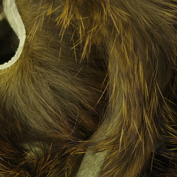 Hareline küülikunahast karvariba