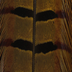 Hareline Ringneck Pheas. Tail Feathers