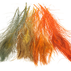 FFGene pene de coadă de păun cu ochi, decolorate