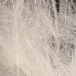 Wapsi CDC. Cul-De-Canard