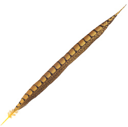 FFGene Staartveren van de diamantfazant