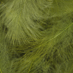 FFGene CDC Colors Selected One by One