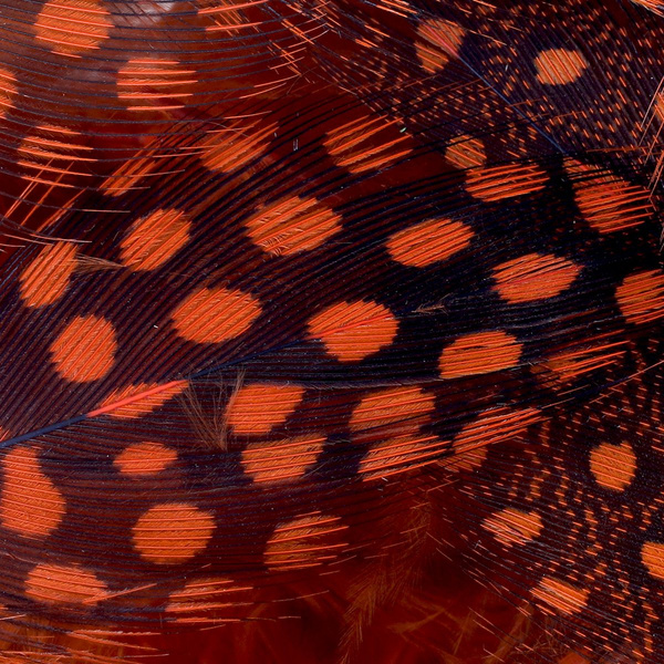 FFGene Guinea fowl feathers