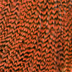 Ewing Grizzly Whole Saddles