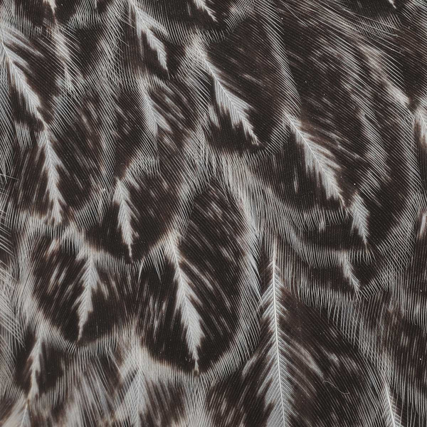 Výřez ze slepičího sedla Wapsi Soft Hackle