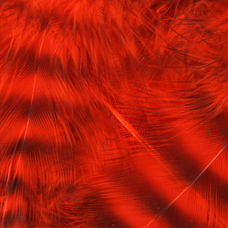 Hareline Penas soft hackle Grizzly
