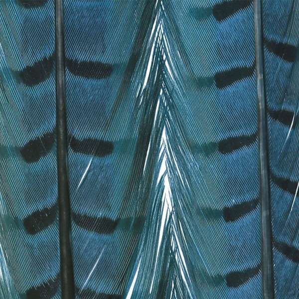 FFGene Pheasant Center Tail