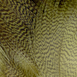 FFGene Mallard Flank