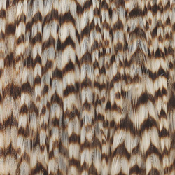 Ewing kukonniskan värjätty kärkiosa