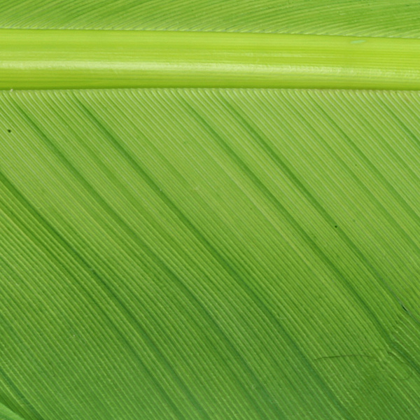 Hareline Turkey Biot Quills