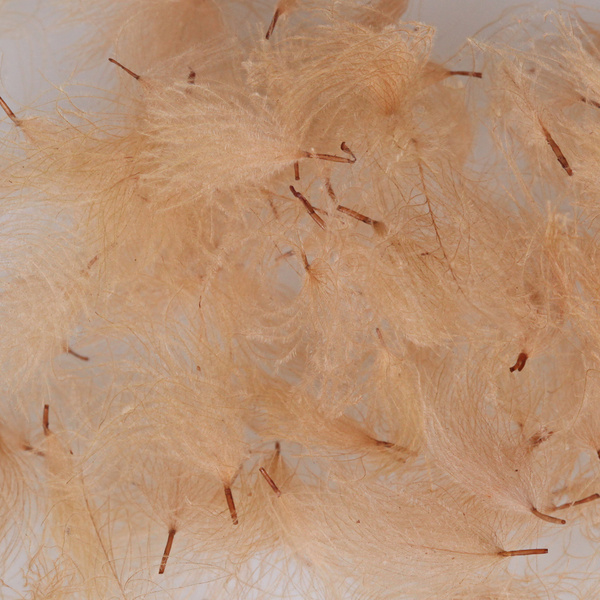 Hareline CDC Oiler Puffs – CDC-dun