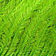 Fl. Chartreuse