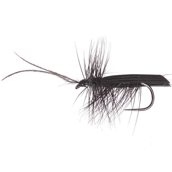 Black Sedge Horned