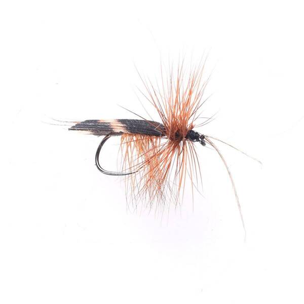 Brown Sedge Hornedo