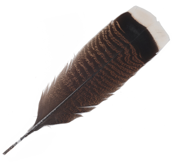 FFGene Turkey Ozark Tail