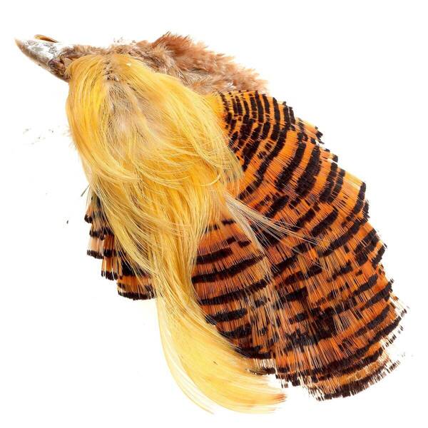 Wapsi Golden Pheasant Complete Head