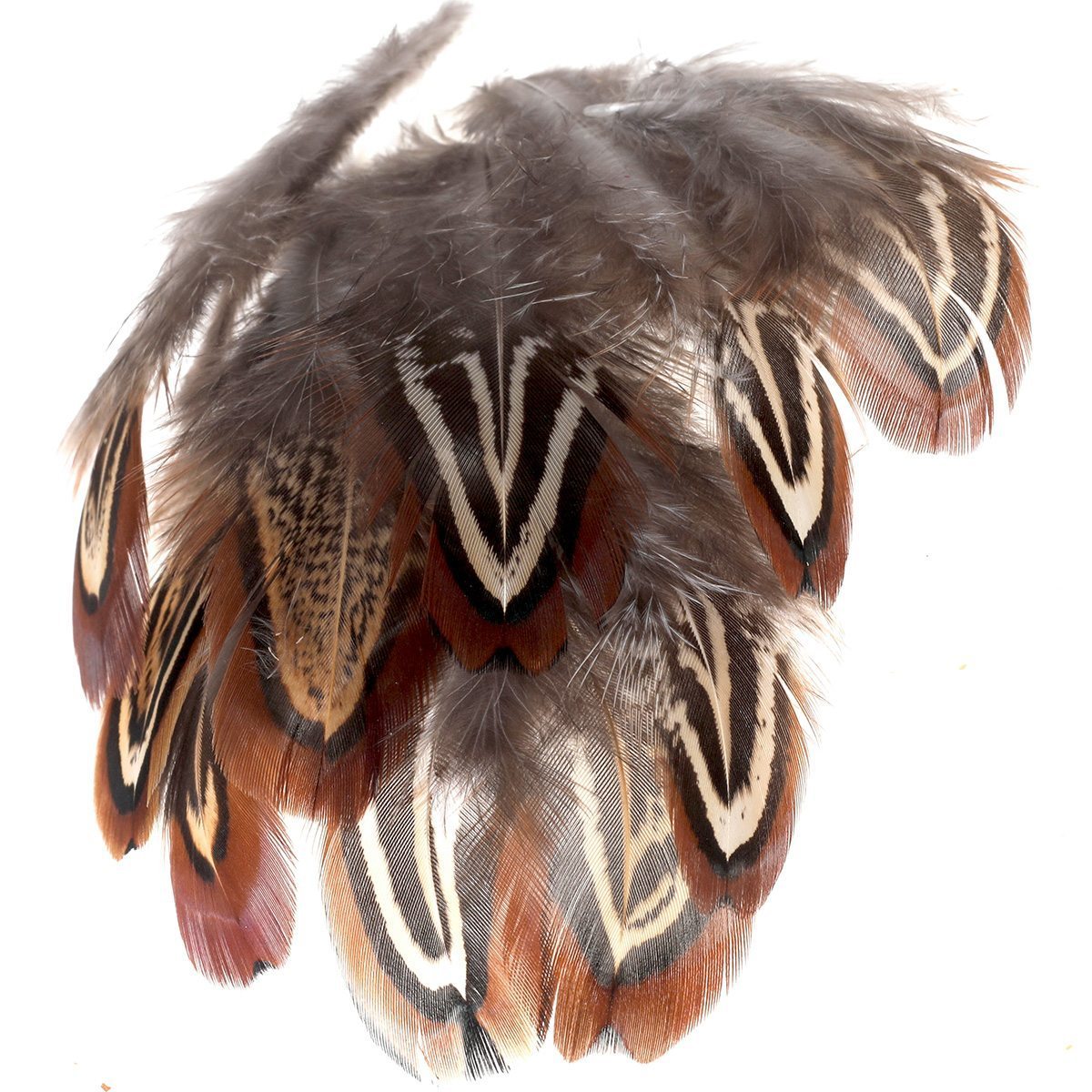 FFGene Pheasant Shoulder Feathers (Church Windows), Fly Tying Feathers -  Taimen