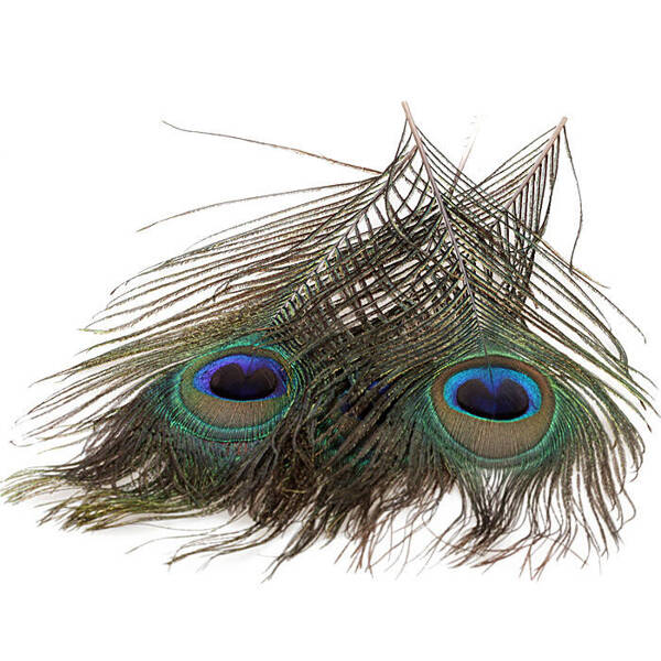 FFGene Peacock Eyes color