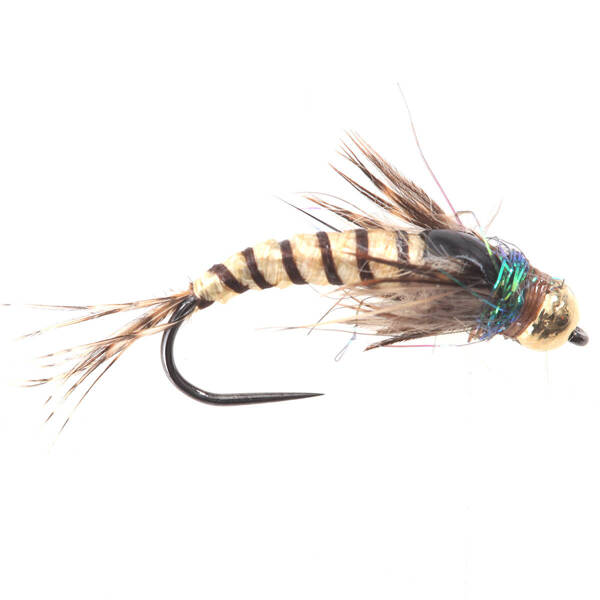 Cream Ribbed Brown Nymph